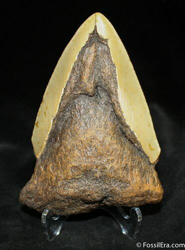 Bargain / Inch Megalodon Tooth - Nicely Serrated #841